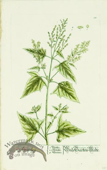 Blackwell German 095